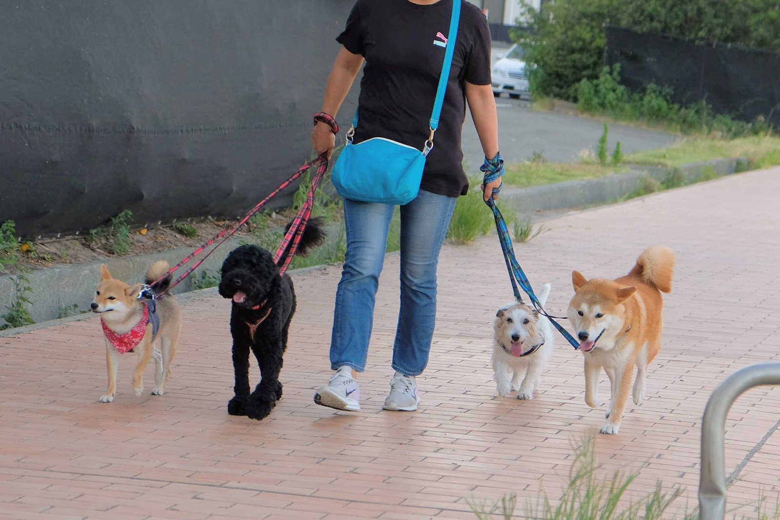 Pethotel11 お庭番のブログ 犬同士のじゃれ合いとケンカ