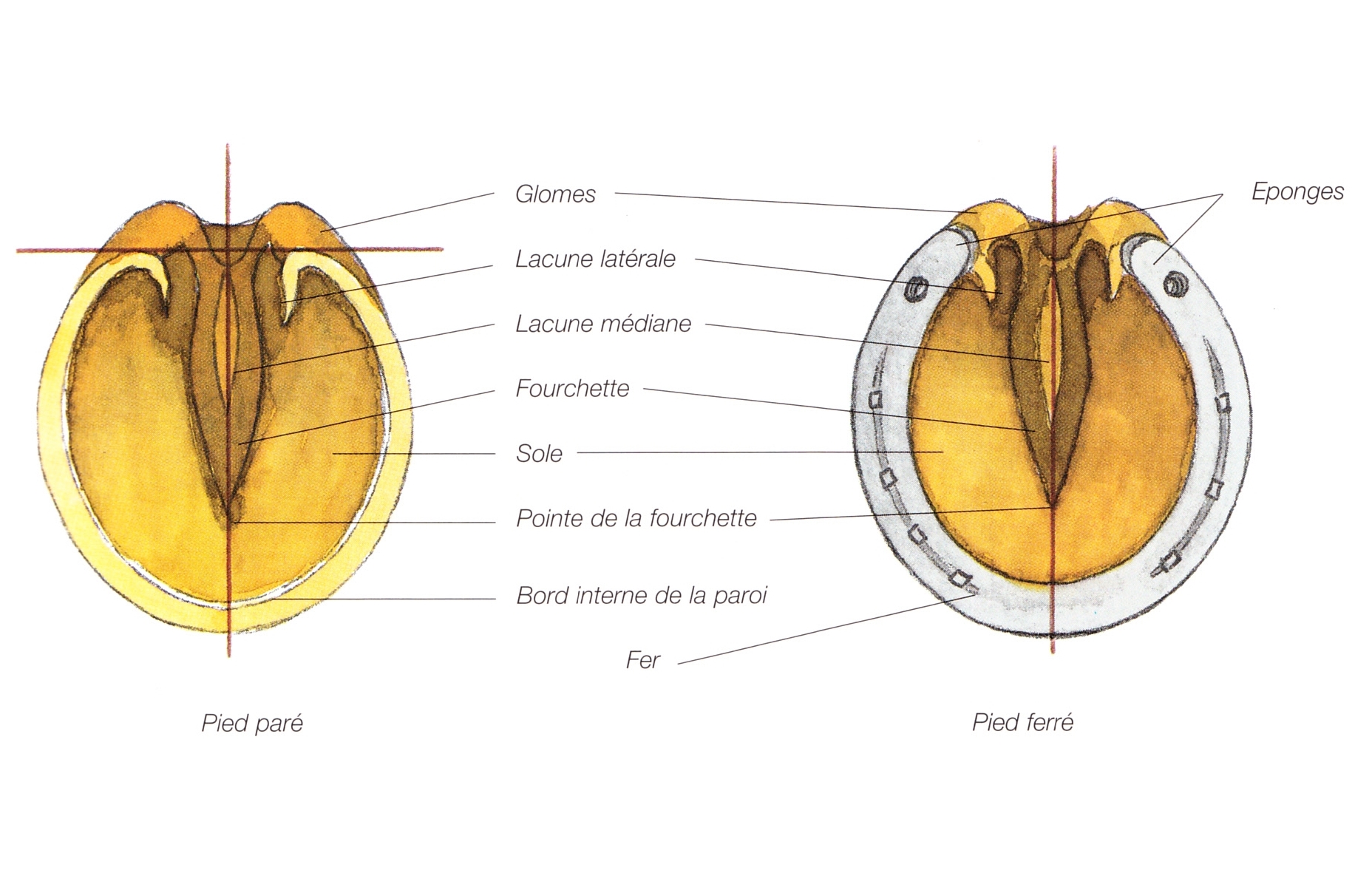 Tout ce qu'il faut savoir sur le pied du cheval