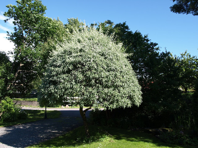 Pyrus salicifolia 'Pendula' silverpäron