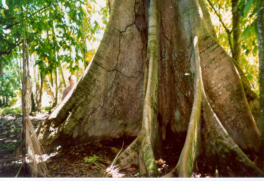 Reforestation and the Medicinal Uses of Trees Liliana Usvat Research