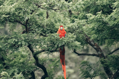 Parrot Images Parrot Images