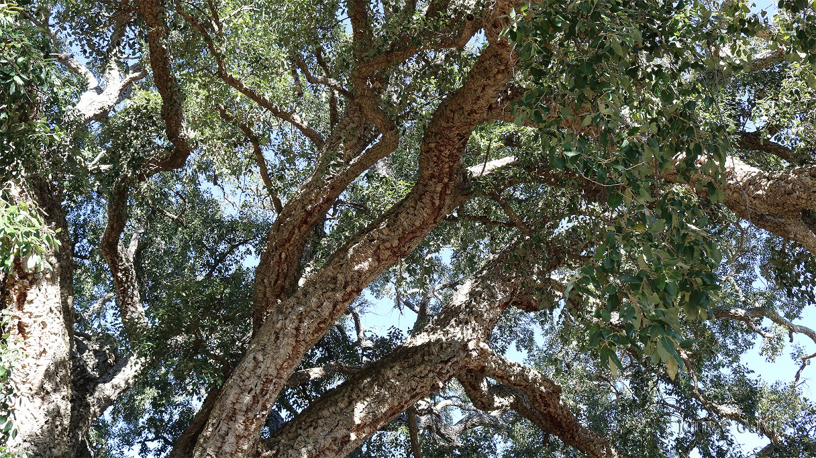 thoughts & happenings Cork Tree in Tenterfield, NSW.