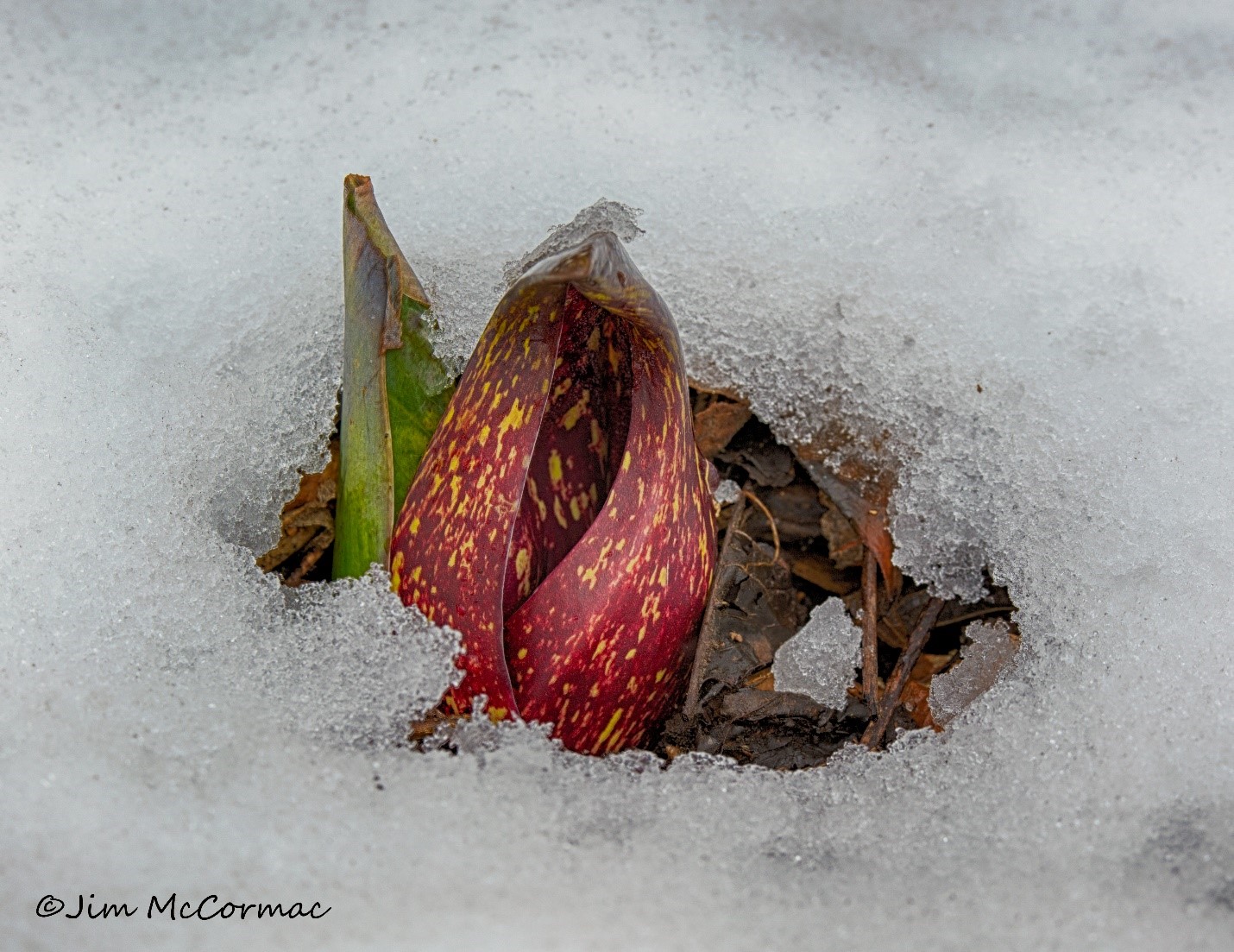 Ohio Birds and Biodiversity: Skunk-cabbage and an icy waterfall