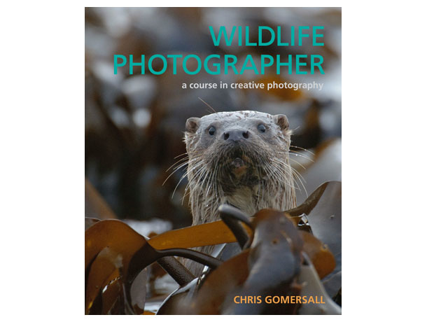 Funny Pictures Gallery Wildlife Photographer Career Funny Pictures Gallery Wildlife Photographer Career
