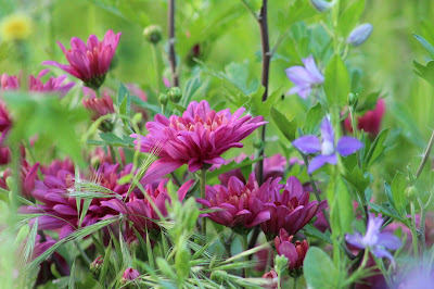 Perfumes y luces de Extremadura: Mi jardín paso a paso.