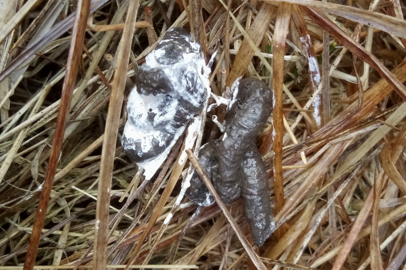 Dermot Breen's Blog Snowy Owl Update