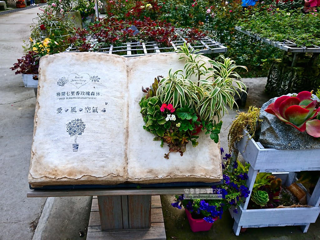 苗栗景點,雅聞七里香玫瑰森林,苗栗親子旅遊