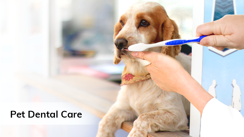 Proper Dental Care for your Pet