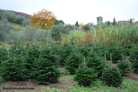 Happy Christmas Trees view towards Castelvecchio in Tuscany