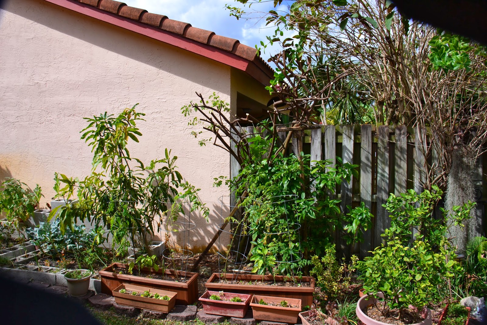 Dragonfly garden the winds of march