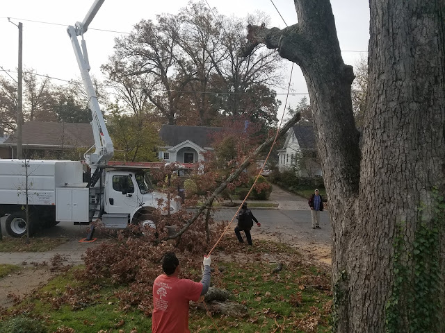 Oak tree removal