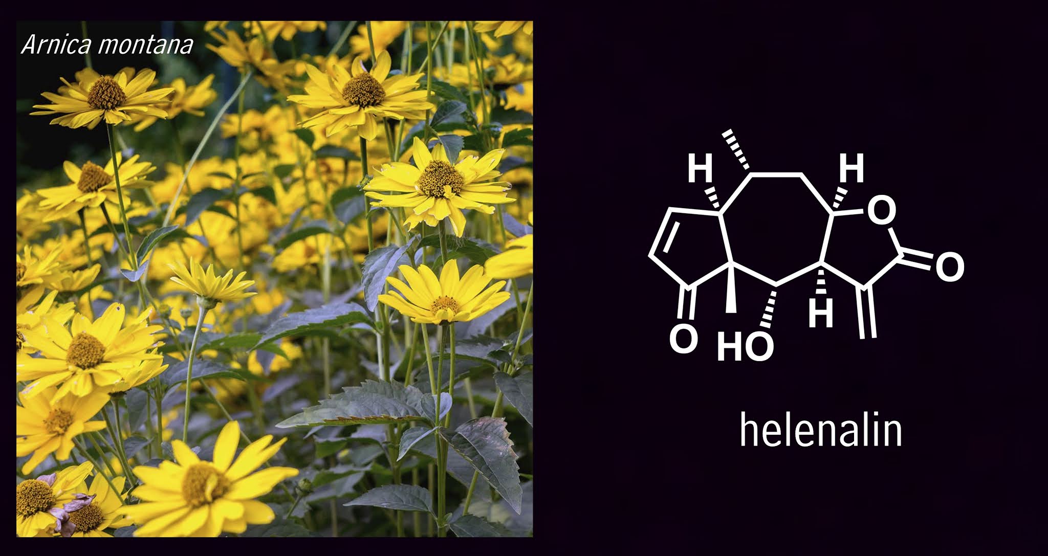 Plants Are Chemists plants-are-chemists