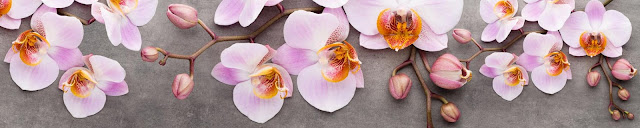 Орхидеи для скинали
