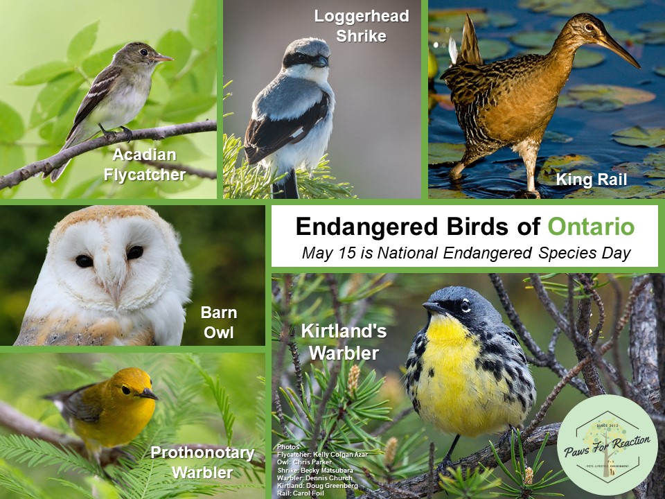 May 15 is Endangered Species Day: Extirpated species in Ontario | Paws ...