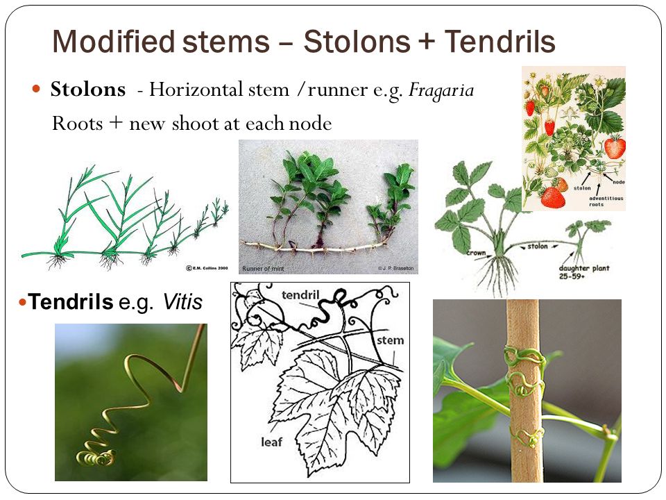 ข้อสอบวิทยาศาสตร์ สสวท. ปี 2558 ข้อ 1BIOLOGYPLANTMODIFIED STEM PART
