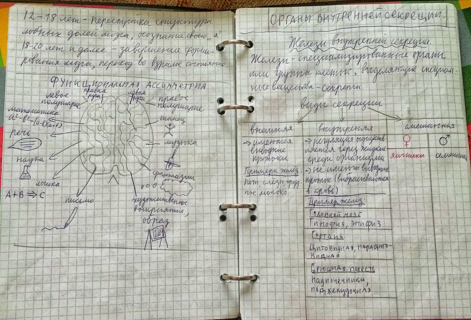 Физика конспекты. Красивые конспекты по анатомии. Конспекты по анатомии короткие. Конспект 1 курса. Основные формулы статики теоретическая механика.
