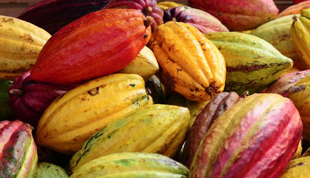 Establishment and Management of Cacao Farm