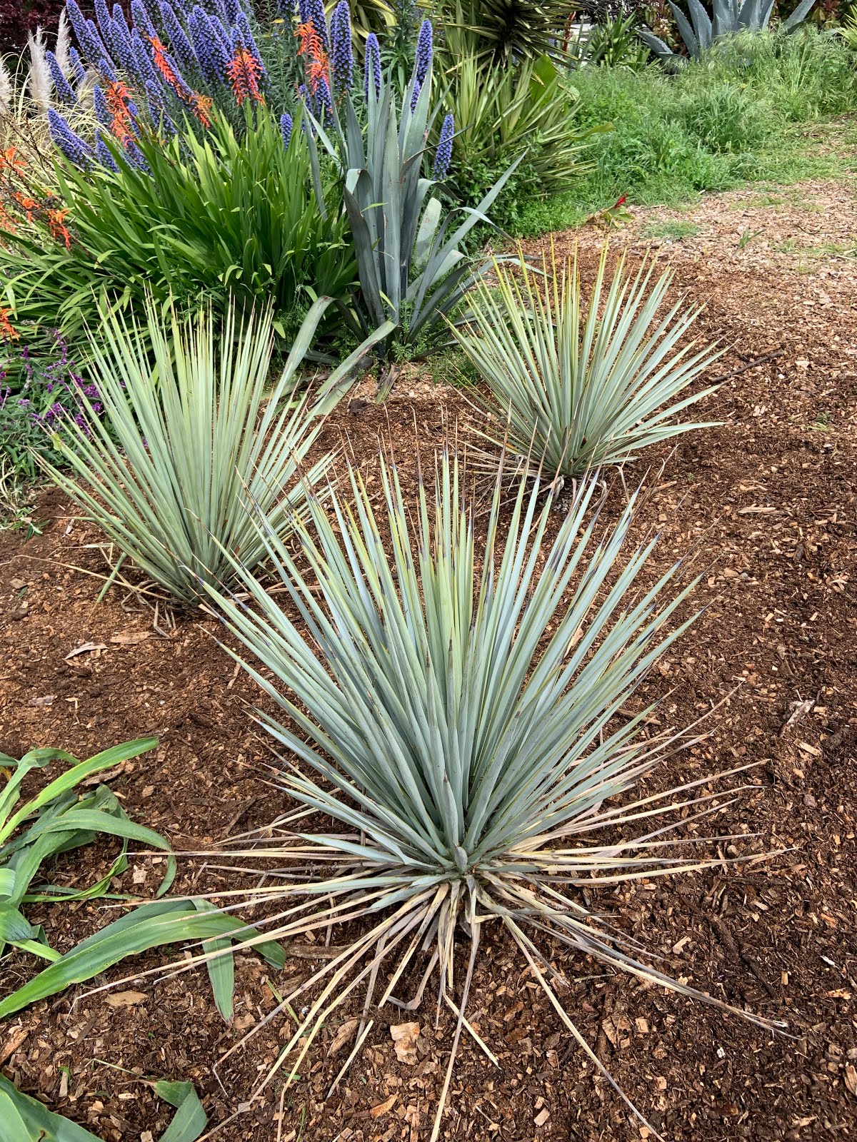 Pennsylvania Street Gardens Plant Profile Yucca rigida (Blue Yucca)