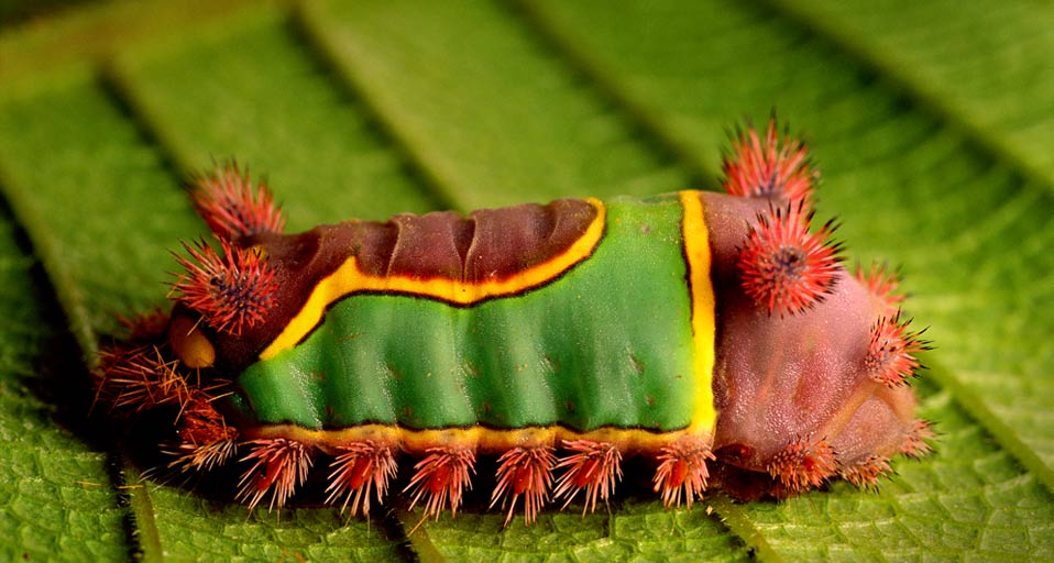fotografias Saddleback caterpillar on a leaf in the Basin, Belize Frans Lanting