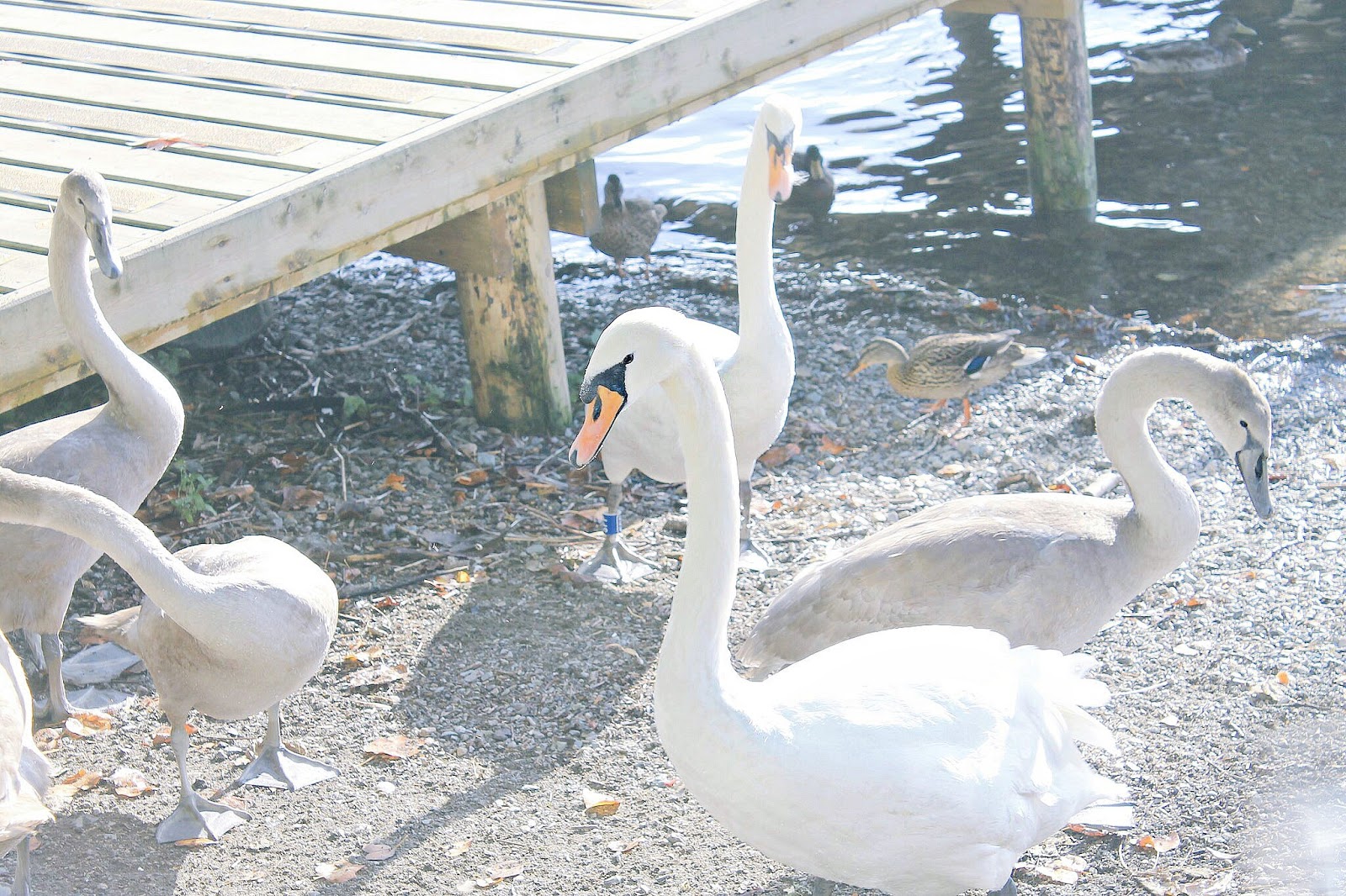 Lake District autumn diary