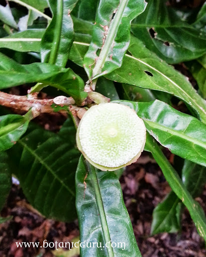 Gustavia superba, Membrillo fruit