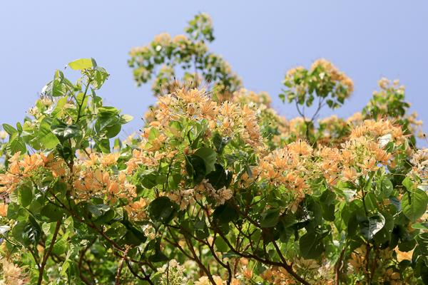 台中北屯「加羅林魚木」滿滿金黃色花朵盛開，難得一見的樹種
