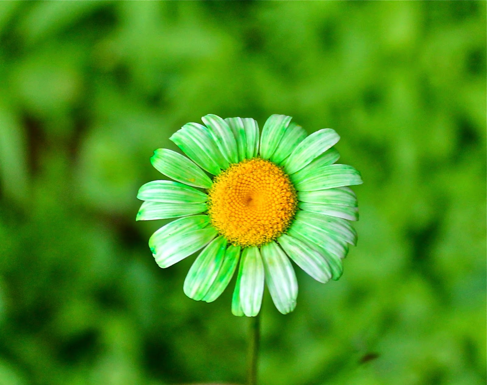 Twig and Toadstool Rainbow Dyed Daisies