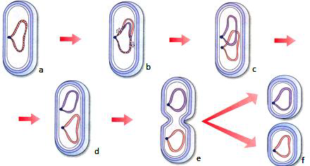 bactéria em multiplicação por bipartição
