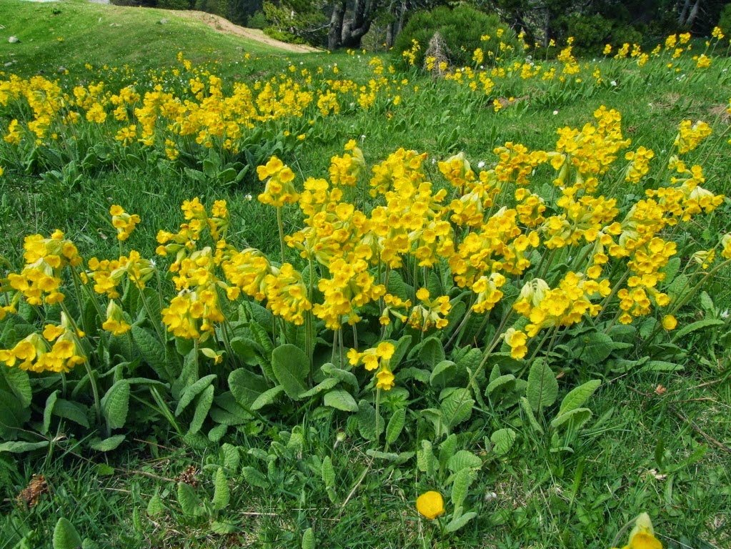 ΚΟΥΛΙΑΣΤΡΑΝΤΟ: ΤΟ ΑΝΟΙΞΙΑΤΙΚΟ ΛΟΥΛΟΥΔΙ ΤΩΝ ΒΟΥΝΟΚΟΡΦΩΝ ΤΗΣ ΚΛΕΙΣΟΥΡΑΣ ΠΟΥ ΣΤΟΛΙΖΕΙ ΤΟΝ ΕΠΙΤΑΦΙΟ   ΚΟΥΛΙΑΣΤΡΑΝΤΟ: ΤΟ ΑΝΟΙΞΙΑΤΙΚΟ ΛΟΥΛΟΥΔΙ ΤΩΝ ΒΟΥΝΟΚΟΡΦΩΝ ΤΗΣ ΚΛΕΙΣΟΥΡΑΣ ΠΟΥ ΣΤΟΛΙΖΕΙ ΤΟΝ ΕΠΙΤΑΦΙΟ