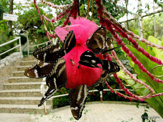 JARDÍN DE MARIPOSAS, BANGKOK. TAILANDIA 