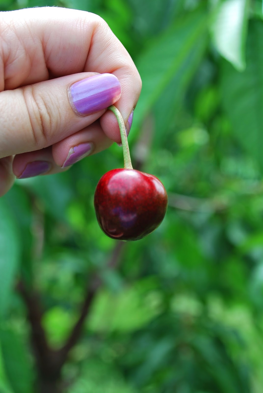 Midwest Family Traveler Springhope Farm Galien, Michigan