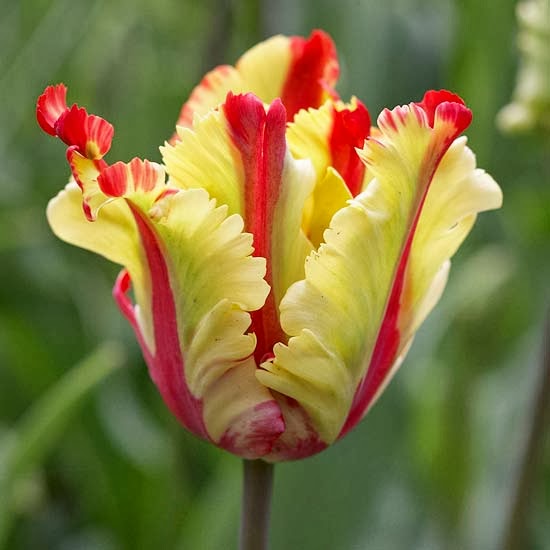My Enchanting Cottage Garden: 10 Top Perennial Tulips