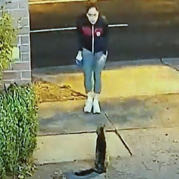 Casual theft of 22-year-old cat from driveway