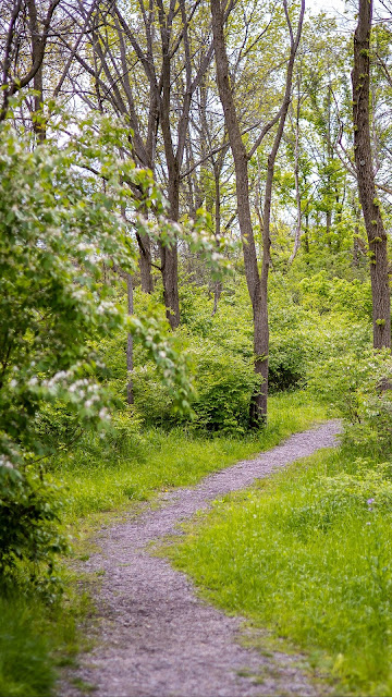 Wallpaper free forest, grass, path, trees, shrubs