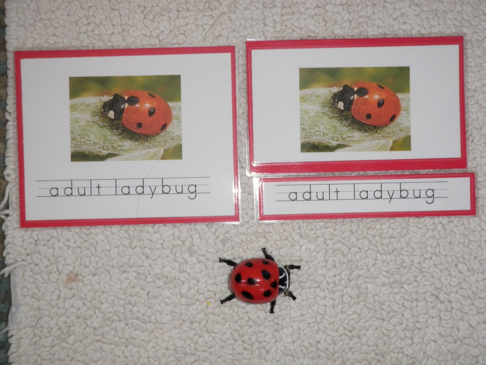 Montessori Design: Life Cycle of a Ladybug