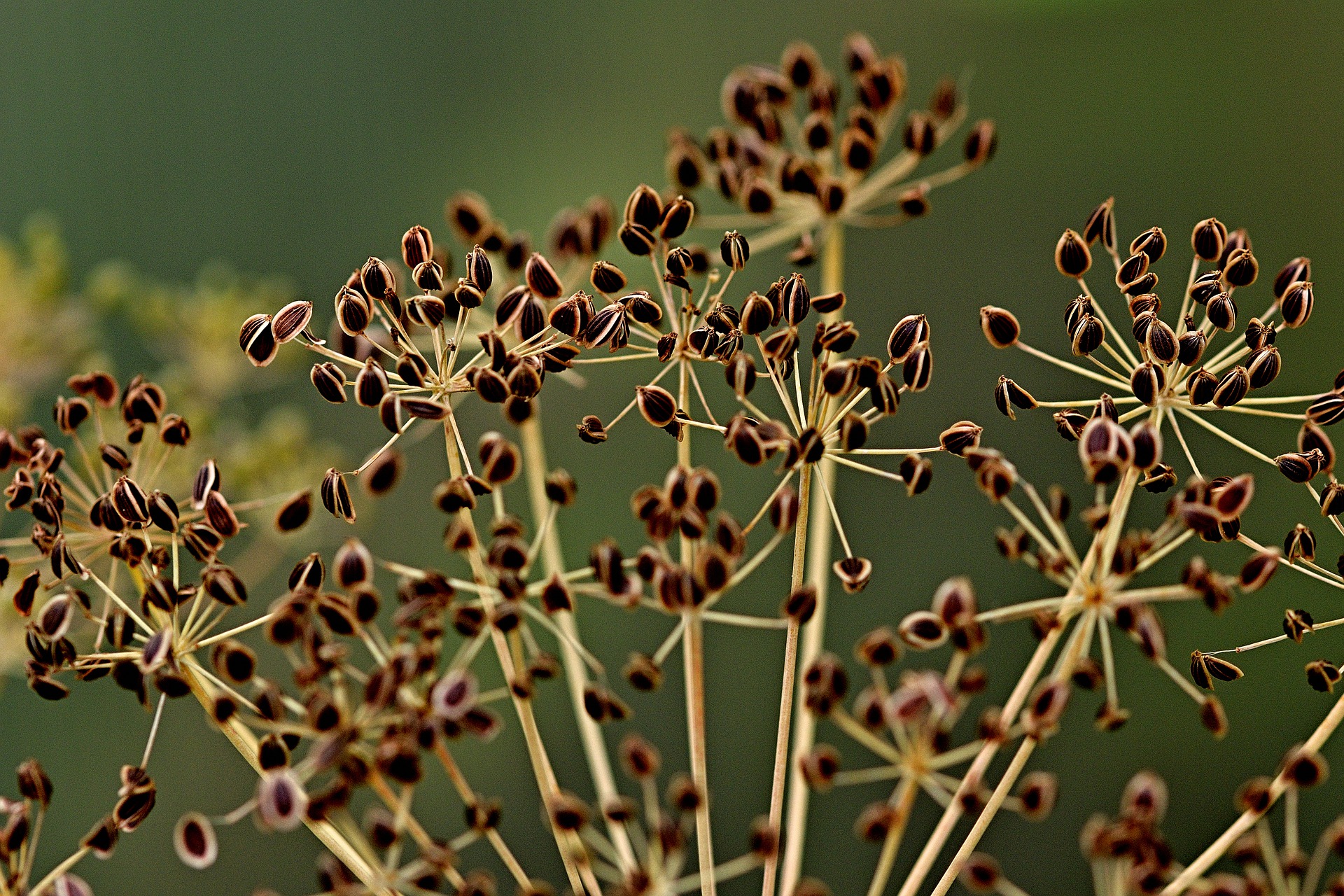 Aneth Bouquet - Semences – Le Jardin de Julie