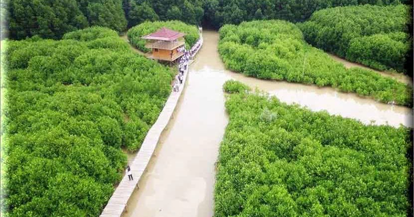Wisata Kawasan Hutan Mangrove Pantai Kebumen, Menyusuri Edukasi Alam Daerah Mangrove - Plengdut ...