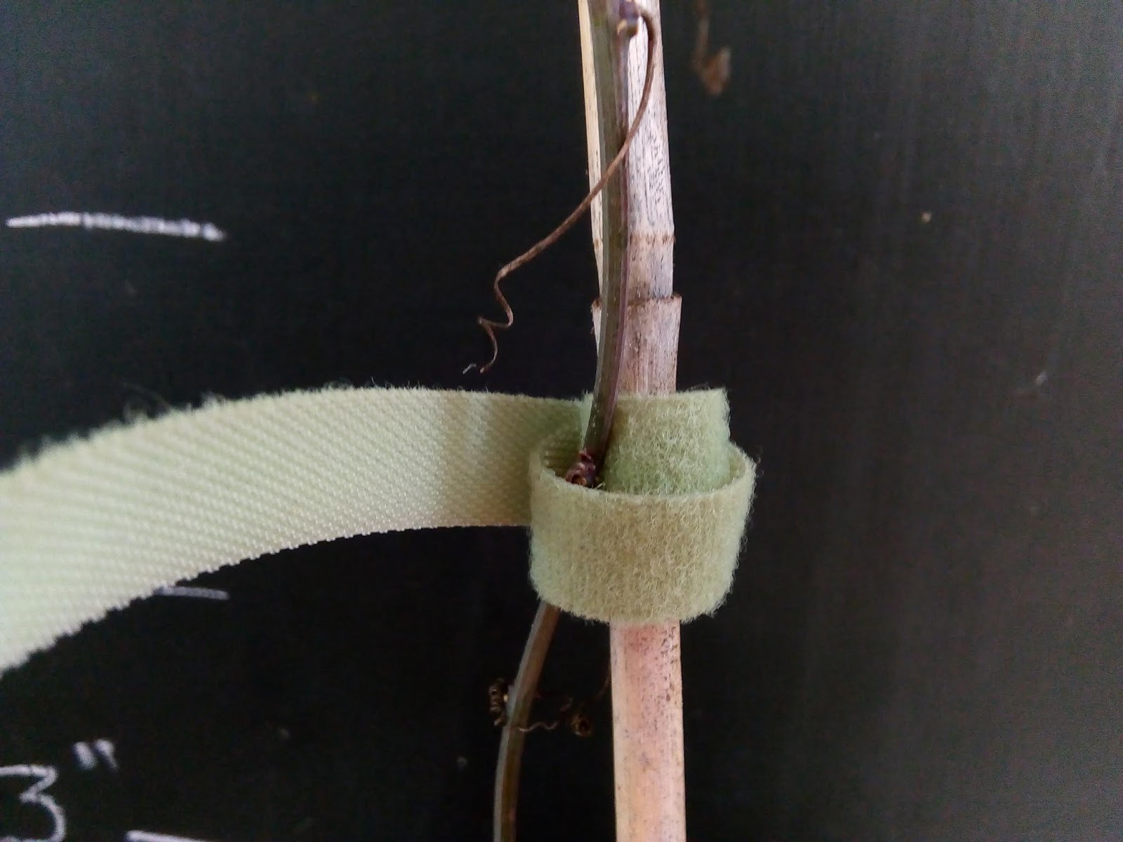 Rachel the Gardener: Velcro plant ties - Fail!