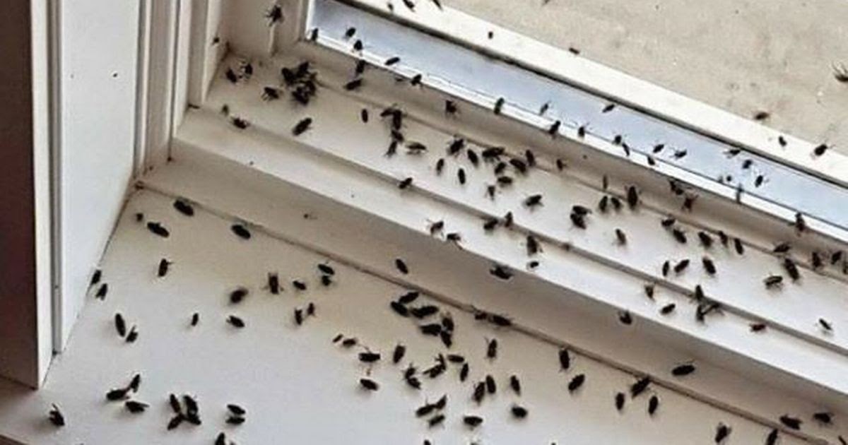 Castle Pest Control Services News & Information: Cluster Flies around