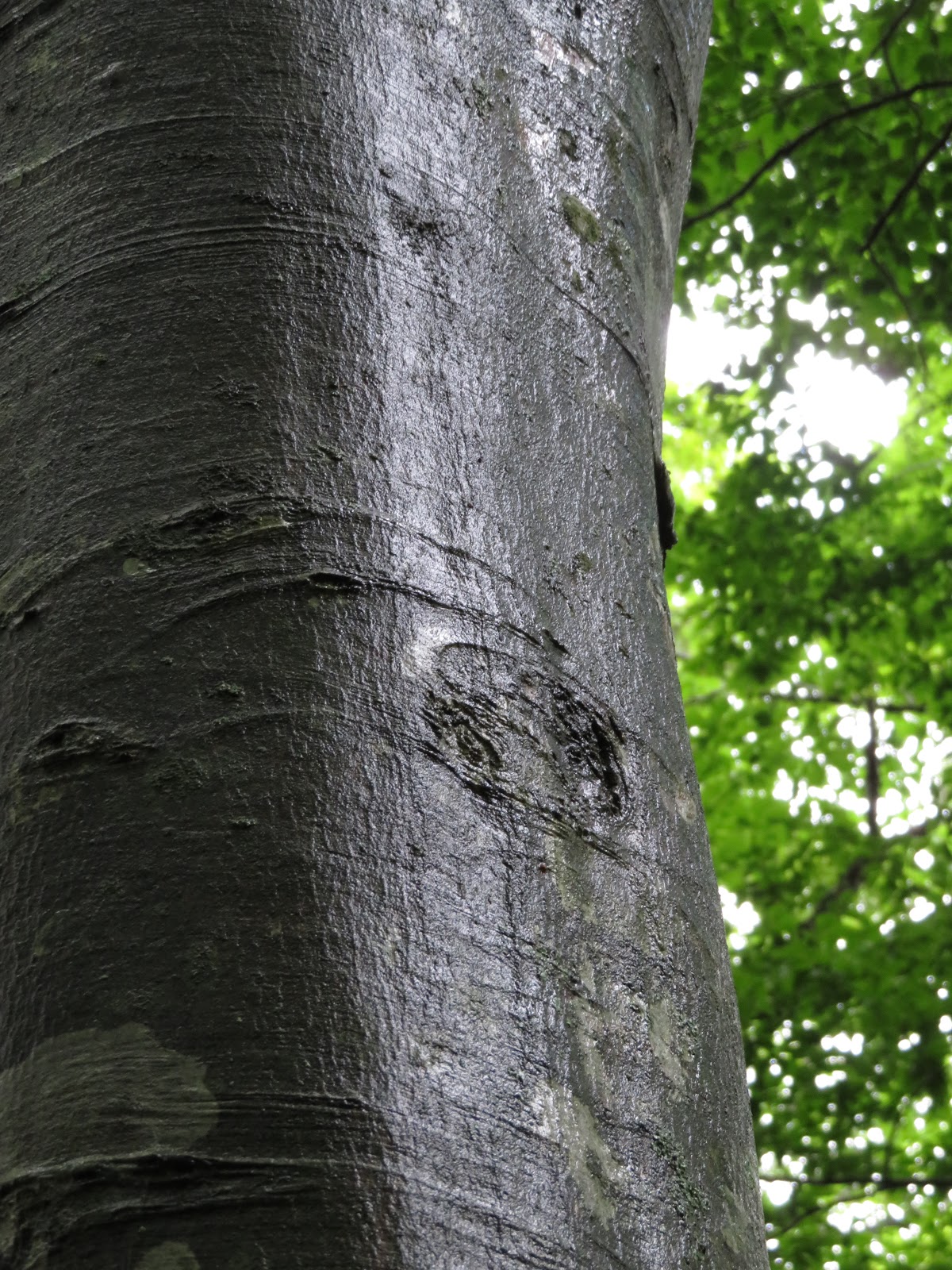 箒場便り 雨の森歩き