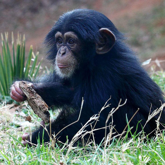 baby animals, cute animals, baby chimp