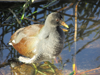 Water Bird Wading in Water