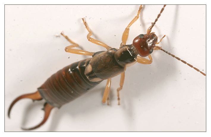 August 2012 - Insects Morphology