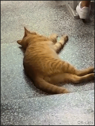 Amazing Cat GIF • Lazy Ginger Cat lying on the floor inside the classroom, haha, and everybody is acting like it was normal Amazing Cat GIF • Lazy Ginger Cat lying on the floor inside the classroom, haha, and everybody is acting like it was normal