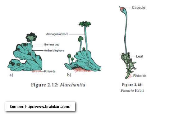 Bryophyta Tumbuhan Lumut Blog Guru Asyik