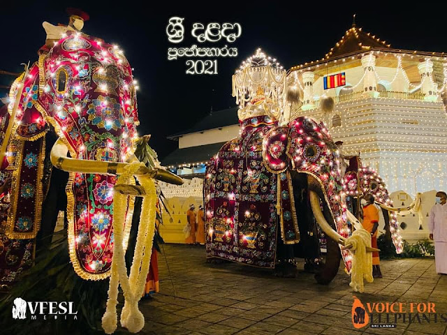 අවසන් රන්දෝලියේ රජතුන් කට්ටුව 🐘☸️❤️🙏 - Your Choice Way