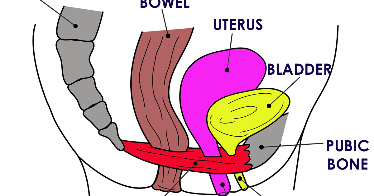 What is the pelvic floor?