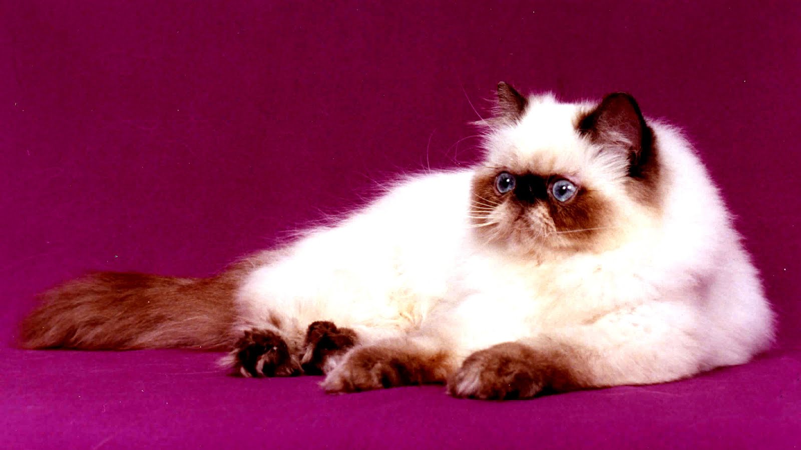Colors Of Persian Cats Cat Choices