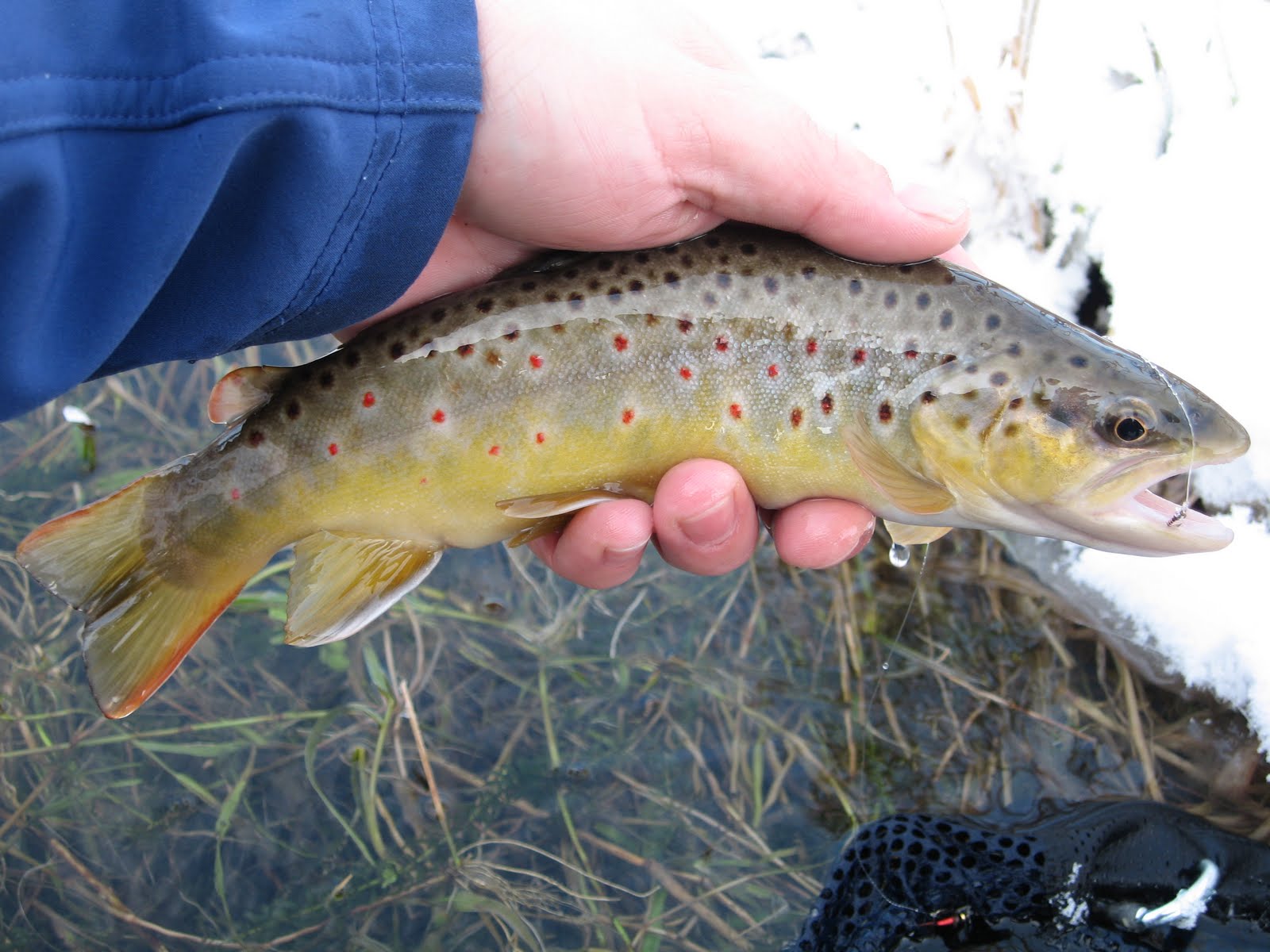Brookies and Browns Nebraska Trout Streams