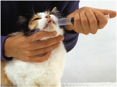 memberi makan dengan Syringe untuk kucing.png